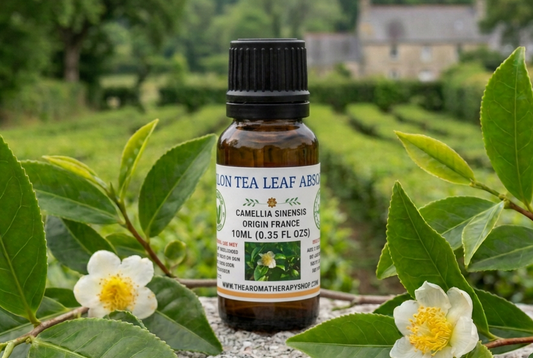 Ceylon Tea Leaf showcase retry with expanded headroom above the original composition