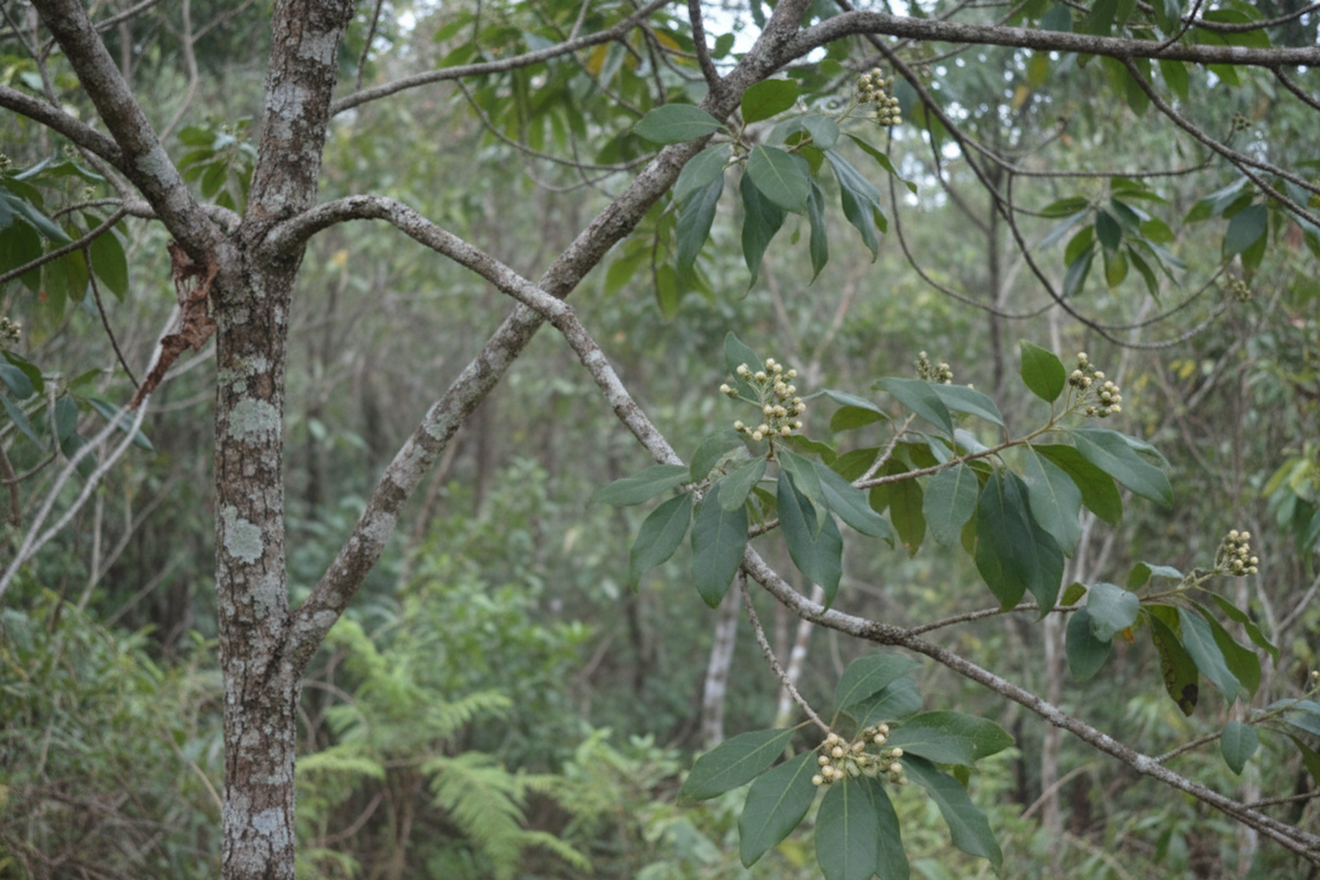 Close-up Muhuhu tree branches, leaves, bark, and flower clusters