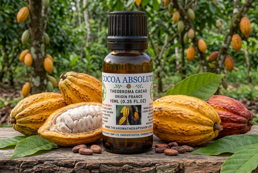 Cocoa Absolute showcase with full-sized cacao elements in a French Guiana plantation setting