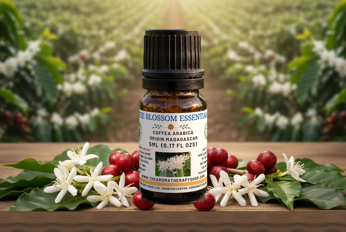 Coffee Blossom Essential Oil / Origin Madagascar