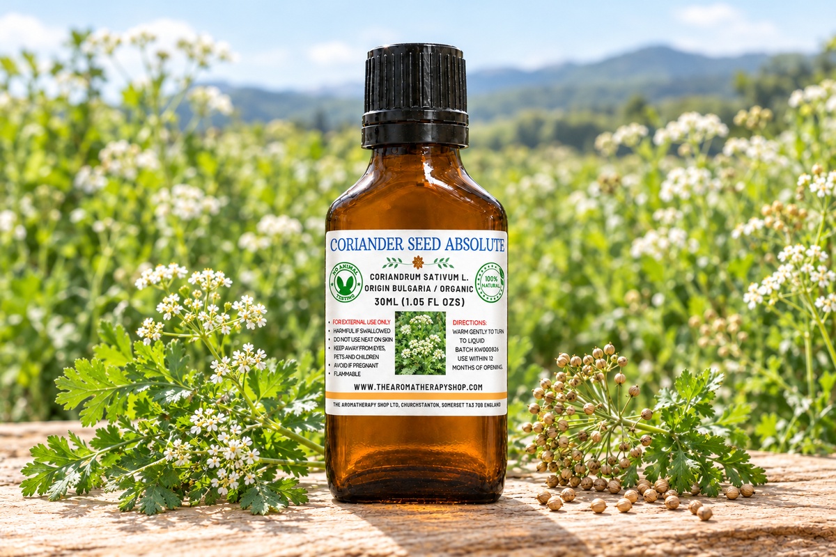 Coriander Seed Absolute showcase with your label, coriander sprigs and seeds on weathered orchard wood, and a Bulgarian garden background