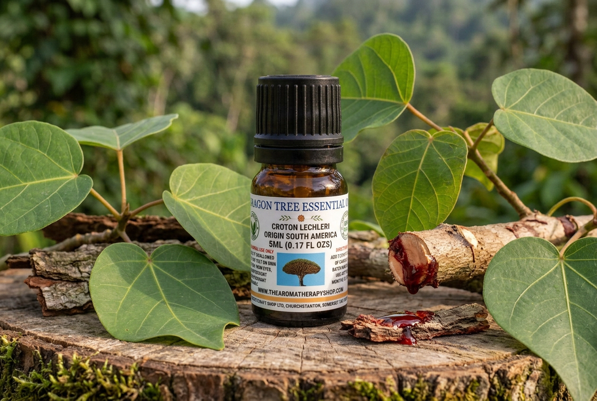 Dragon Tree 5ml showcase with full-sized Croton lechleri foliage, bark and red sap in a South American rainforest setting