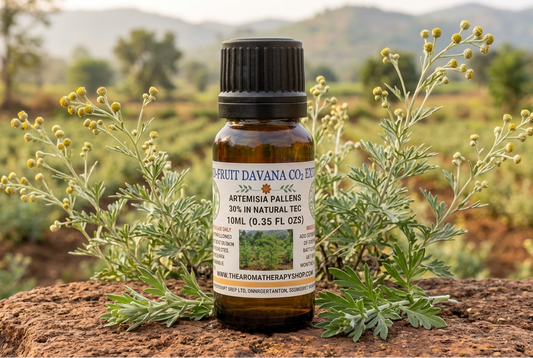 Dried-Fruit Davana 10ml showcase with Artemisia pallens plants on a natural laterite surface in a southern Indian setting