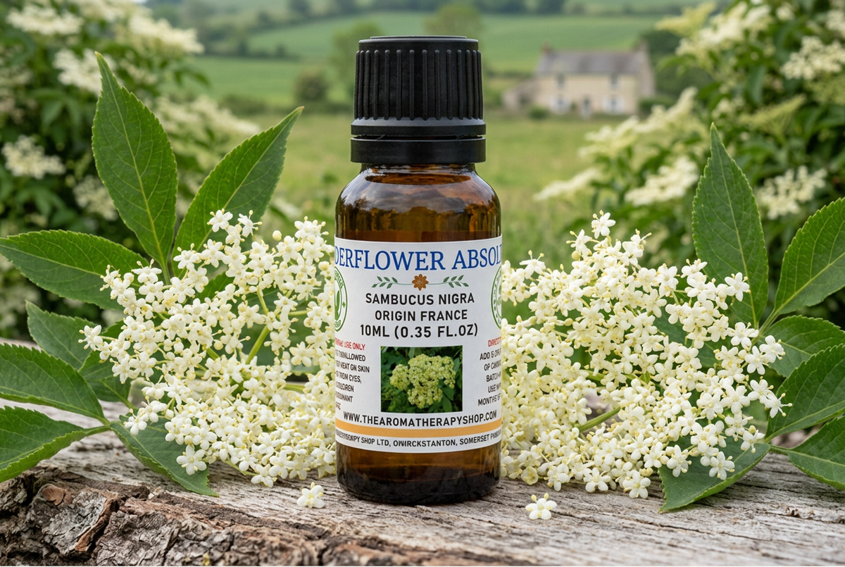 Elderflower Absolute showcase with full-sized flower clusters in a French countryside setting