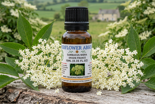 Elderflower Absolute showcase with full-sized flower clusters in a French countryside setting