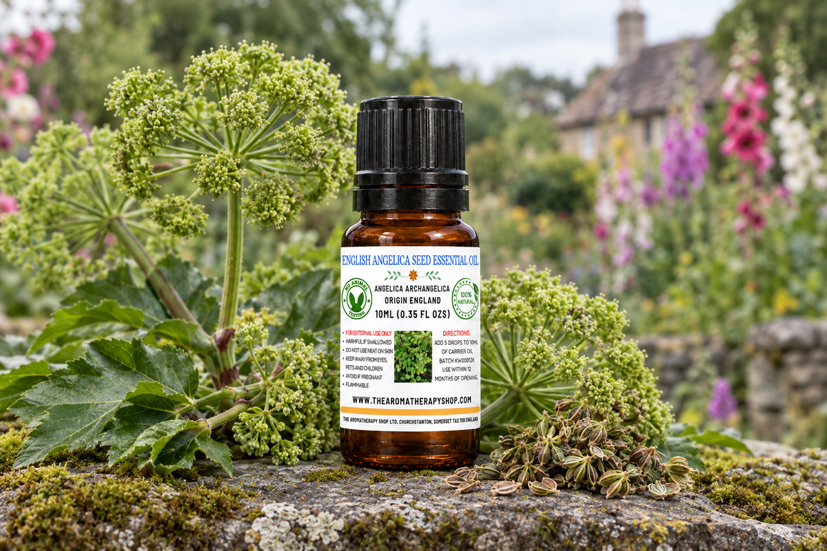 English Angelica Seed Essential Oil 10ml English garden outdoor showcase
