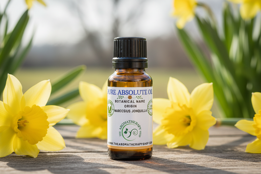 French Jonquille Absolute Showcase