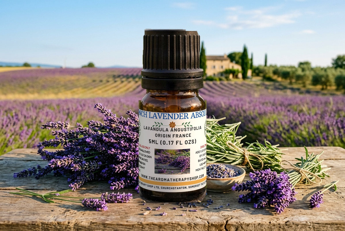 French Lavender Absolute — Lavandula angustifolia | Classic Floral Herbaceous