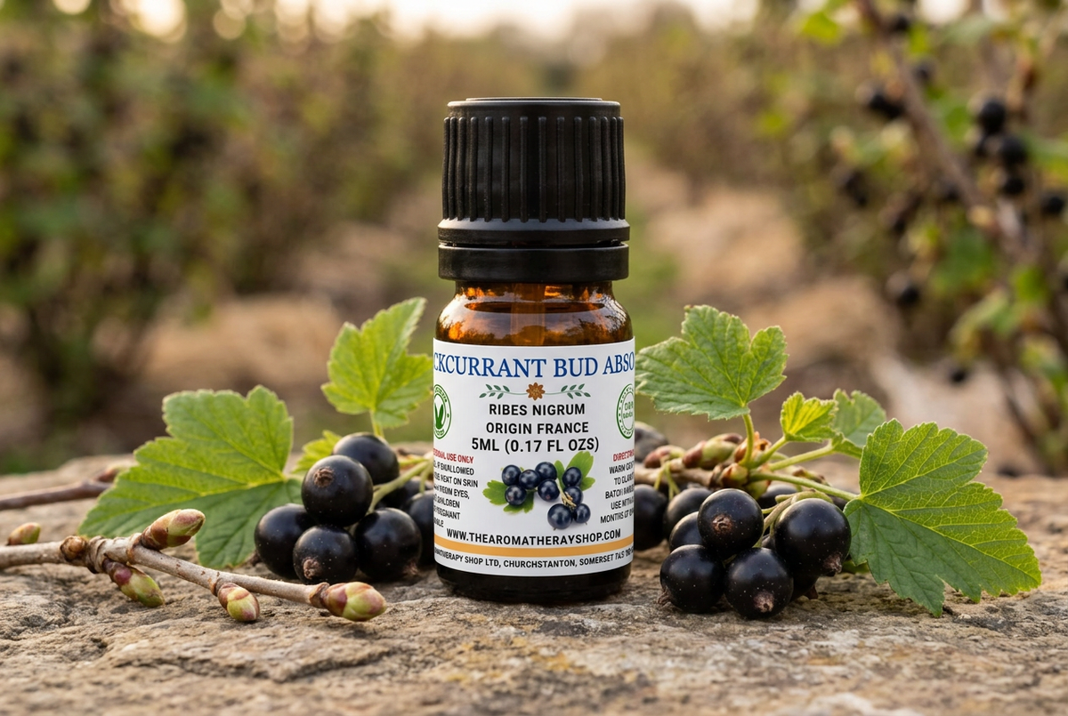 Fresh Blackcurrant Bud Absolute showcase attempt using the original label and bottle references