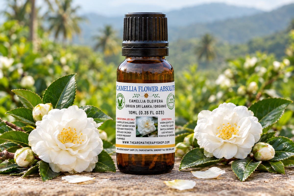 Fresh Camellia showcase using the original Calendula bottle reference