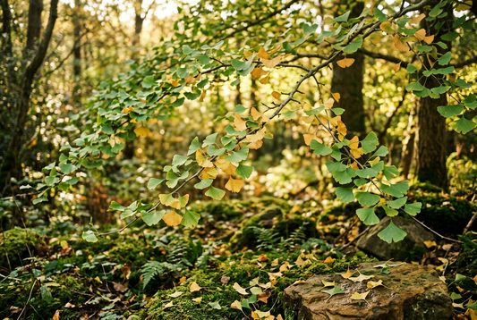 Ginkgo biloba leaves in a natural green-gold woodland setting, without bottles or packaging