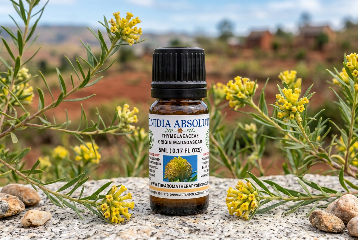 Gnidia Absolute showcase with the same bottle reference, supplied label, Gnidia elements, Madagascan setting and new granite surface