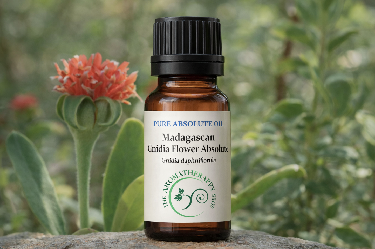 Madagascan Gnidia Flower Absolute | Perfumery Grade Natural Extract