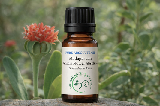 Madagascan Gnidia Flower Absolute | Perfumery Grade Natural Extract