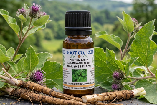 Gobo Root showcase retried from the approved Calendula bottle-shape reference with smaller, farther-back framing
