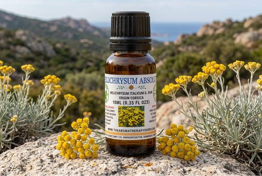 Helichrysum Absolute showcase in a Corsican landscape