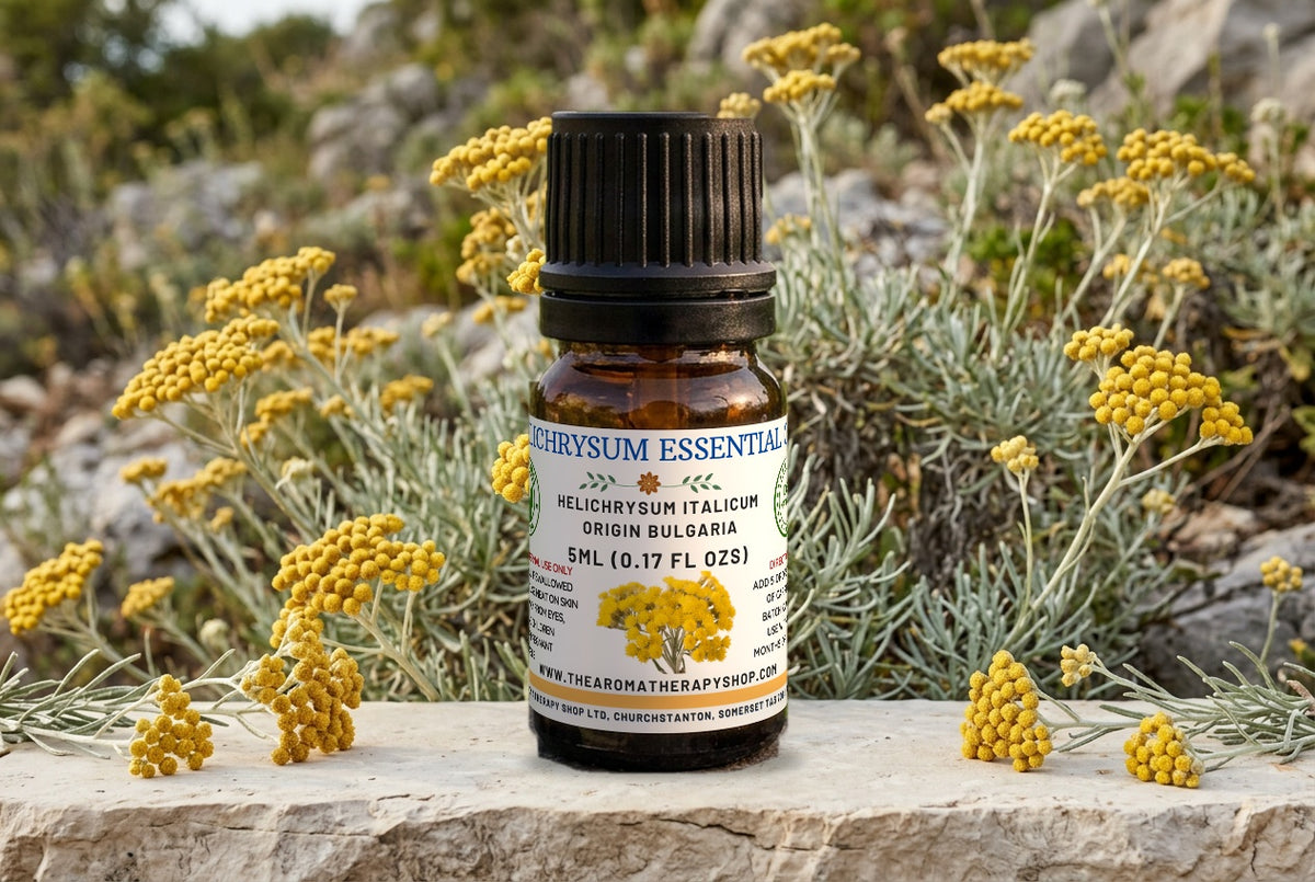 Helichrysum Immortelle Essential Oil — Helichrysum italicum | Wild Croatian Hillsides | Immortelle