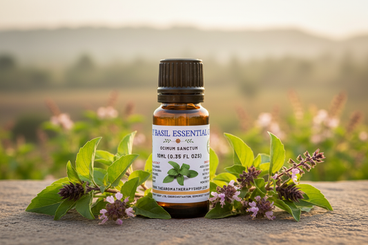 Holy Basil Essential Oil