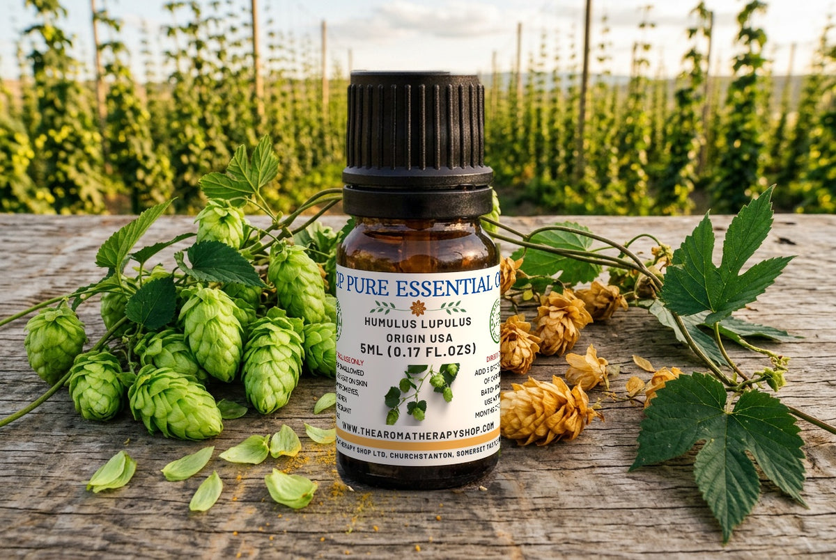 Hop Pure Essential Oil  / Origin USA