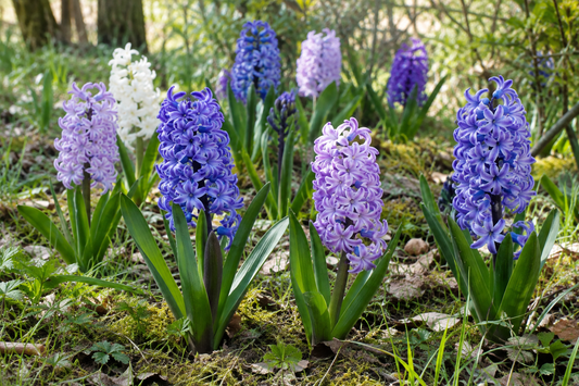 Hyacinthus orientalis natural-setting showcase