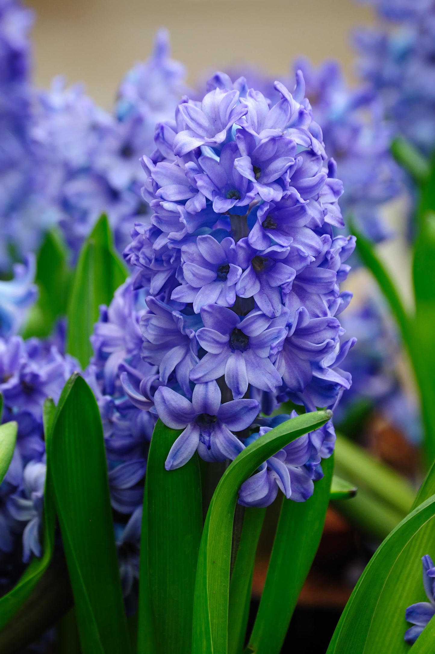 Hyacinth Absolute Oil / Origin: The Netherlands