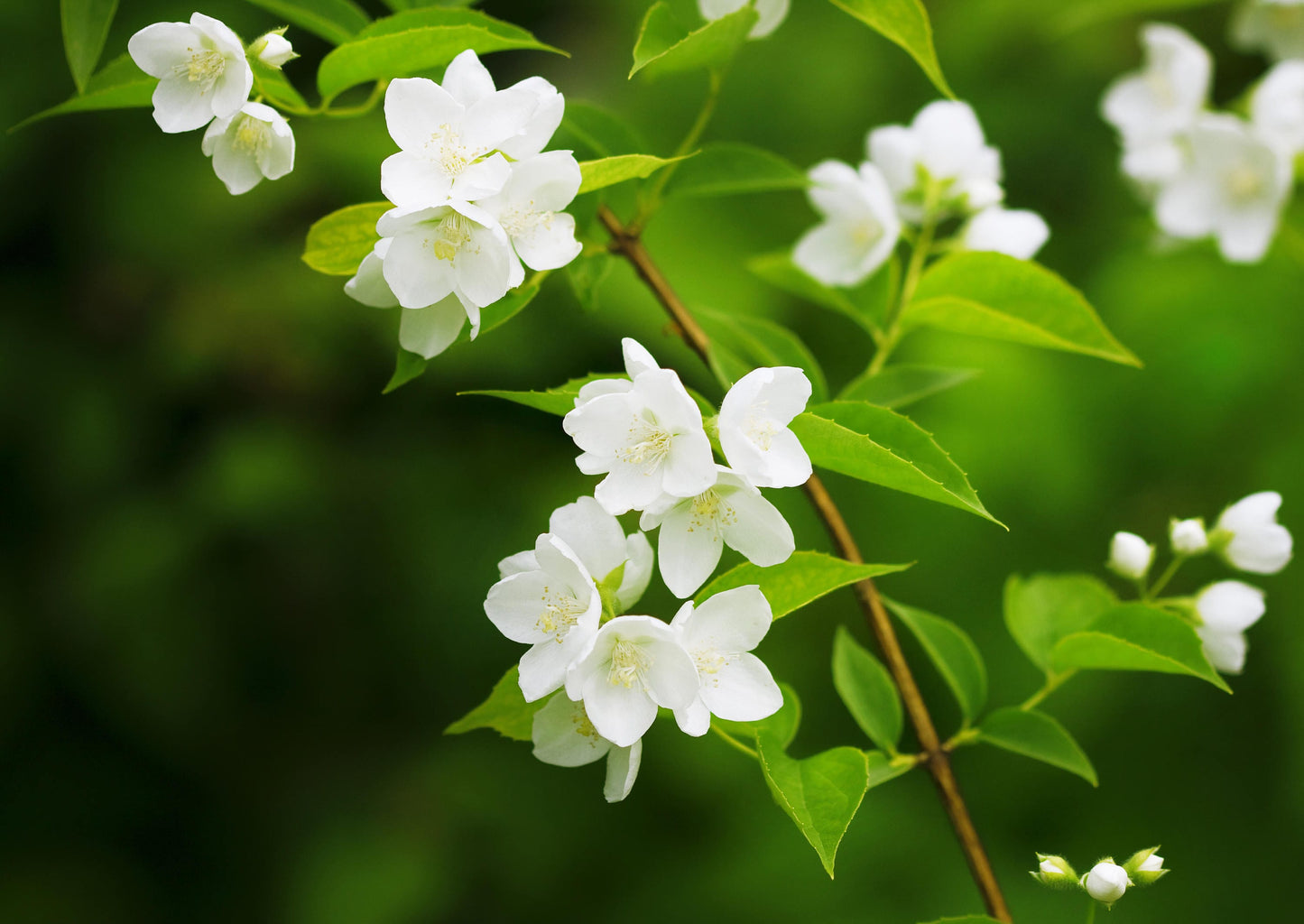 Egyptian Jasmine Pure Essential Oil