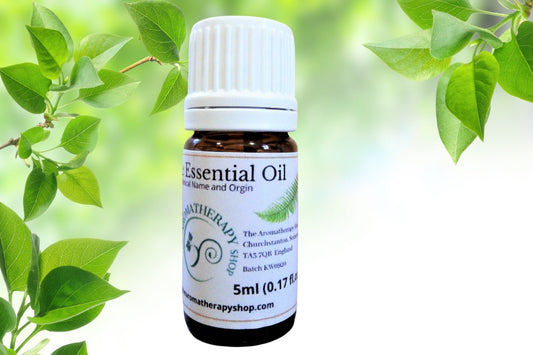 White Oud Pure Essential Oil / Origin Indonesia