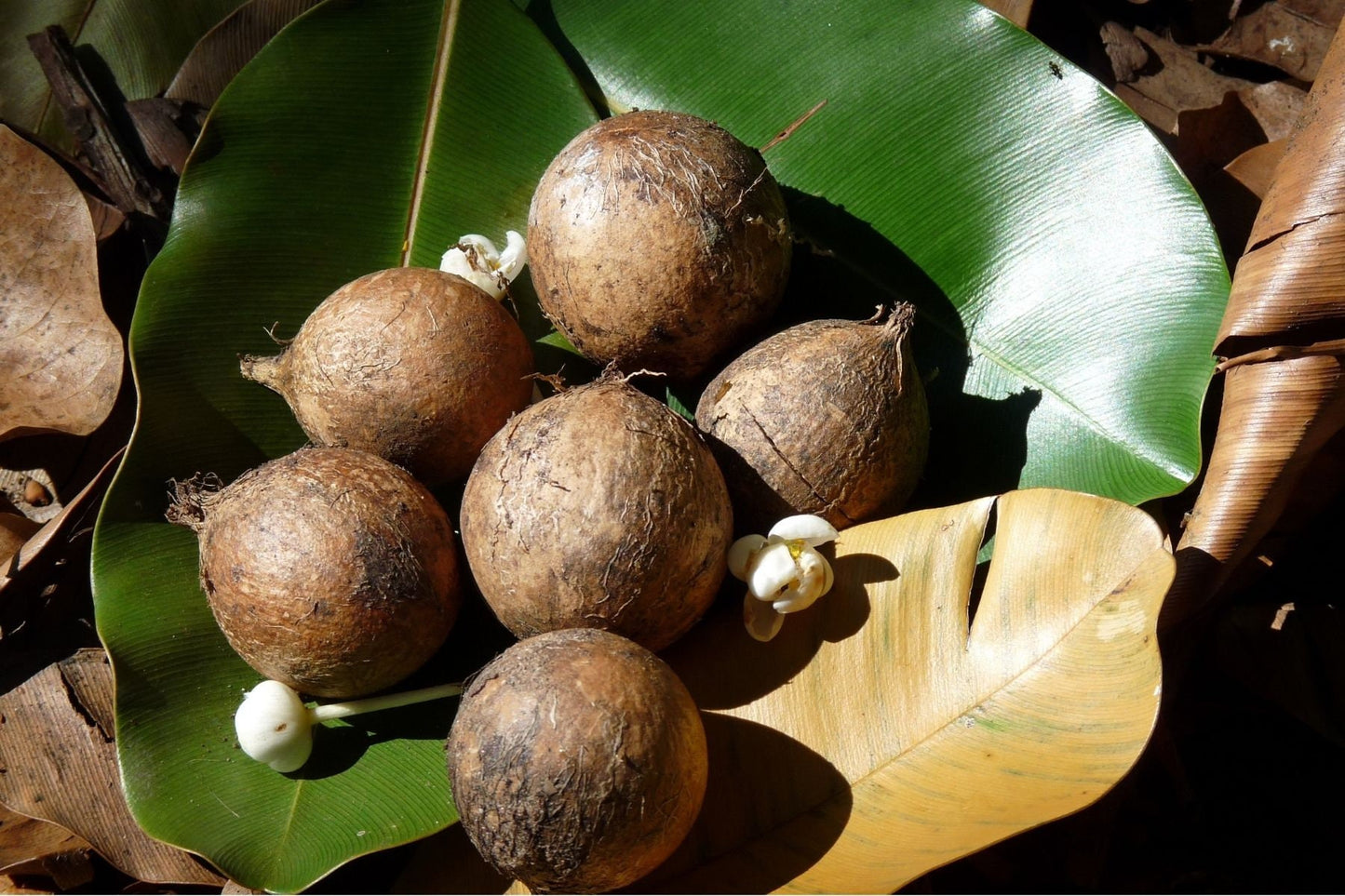 Tamanu Oil