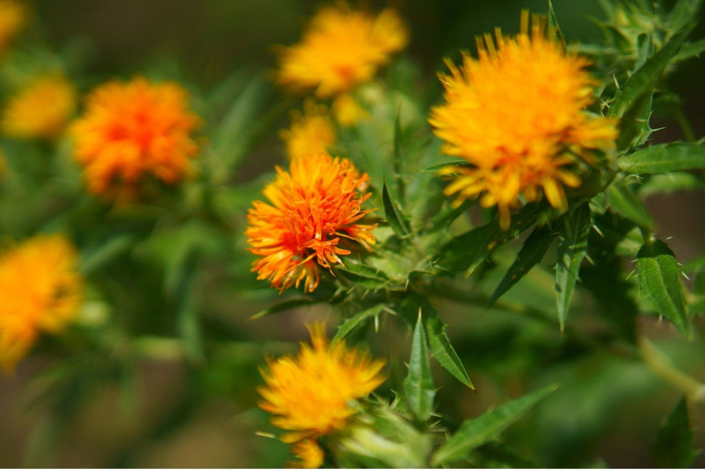 Safflower Oil