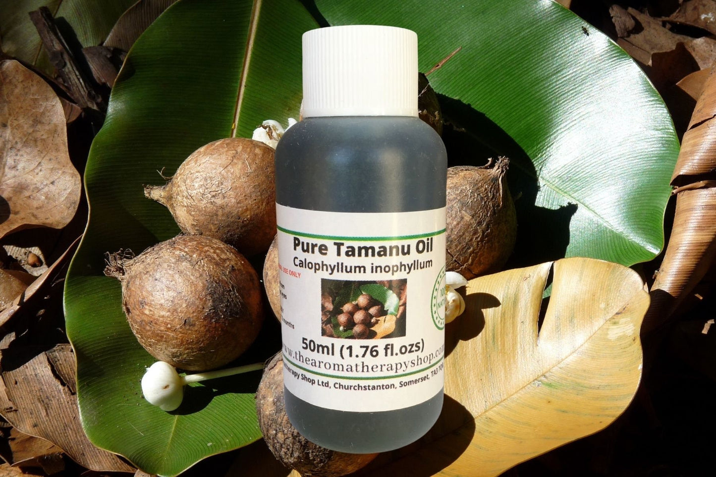 Tamanu Oil