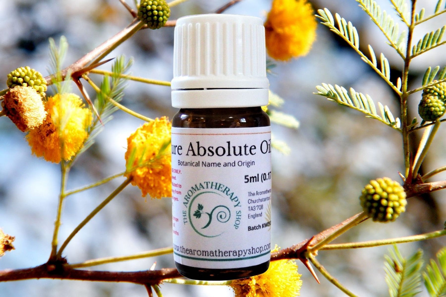 Sweet Acacia Absolute Oil / Origin France