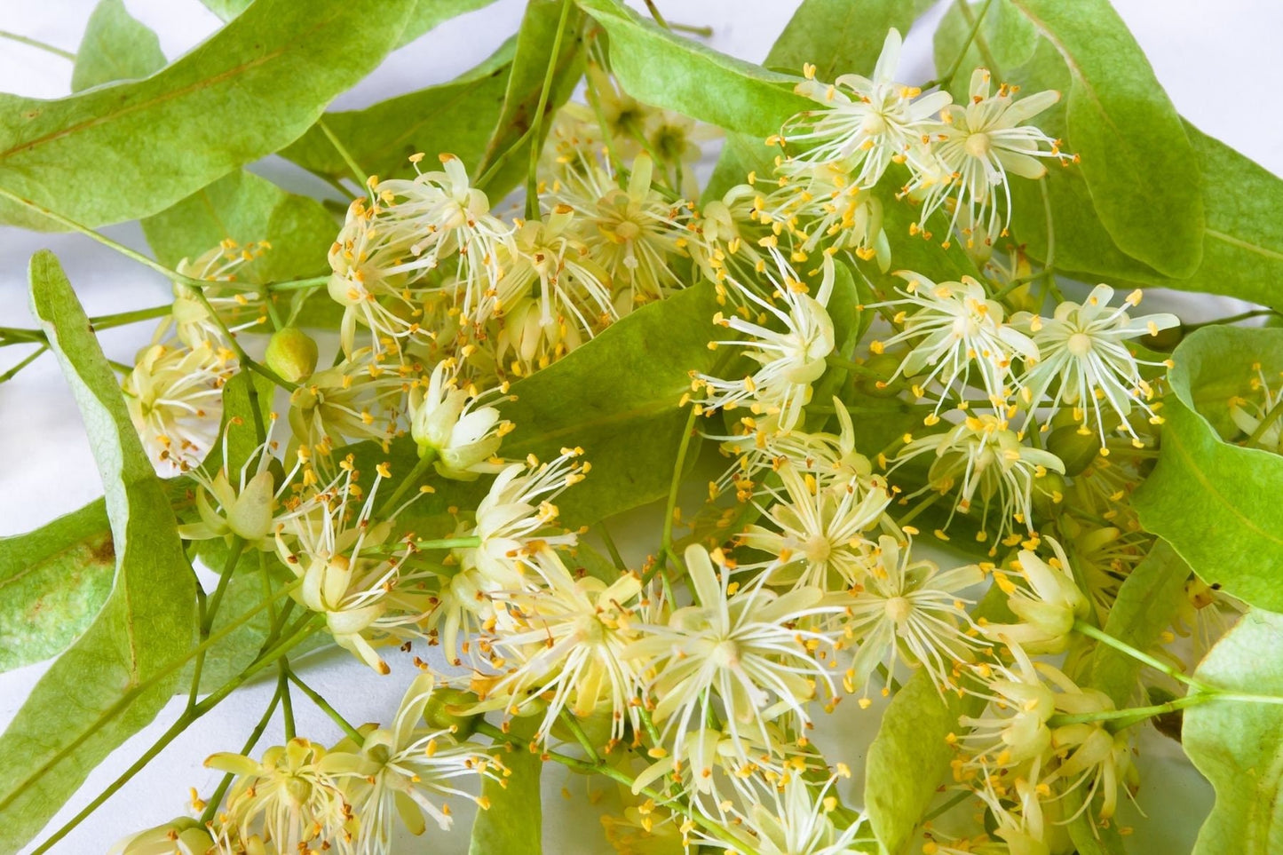 Linden Blossom Essential Oil / Origin France