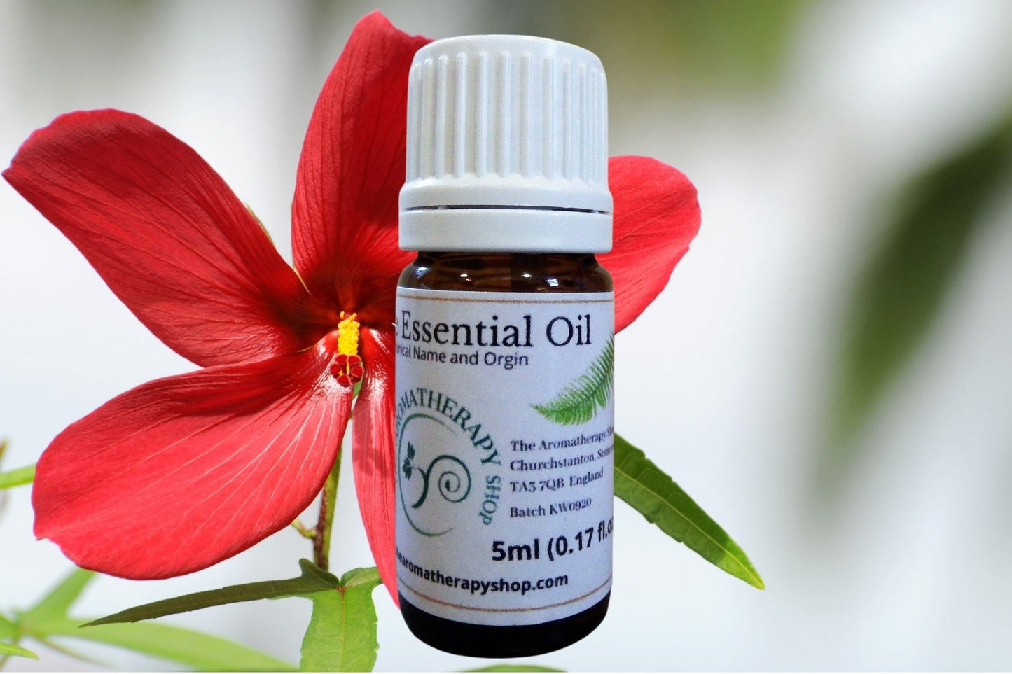 Ambrette Seed Essential  Oil