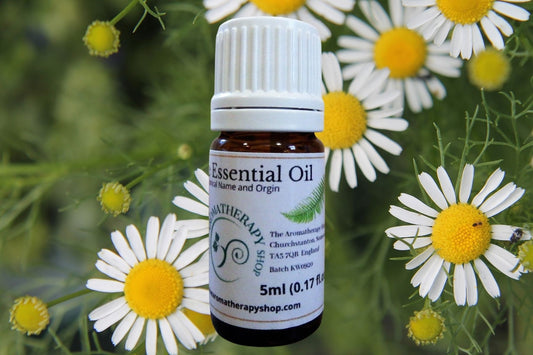 German Chamomile Pure Essential Oil / Organic (Origin: Nepal)