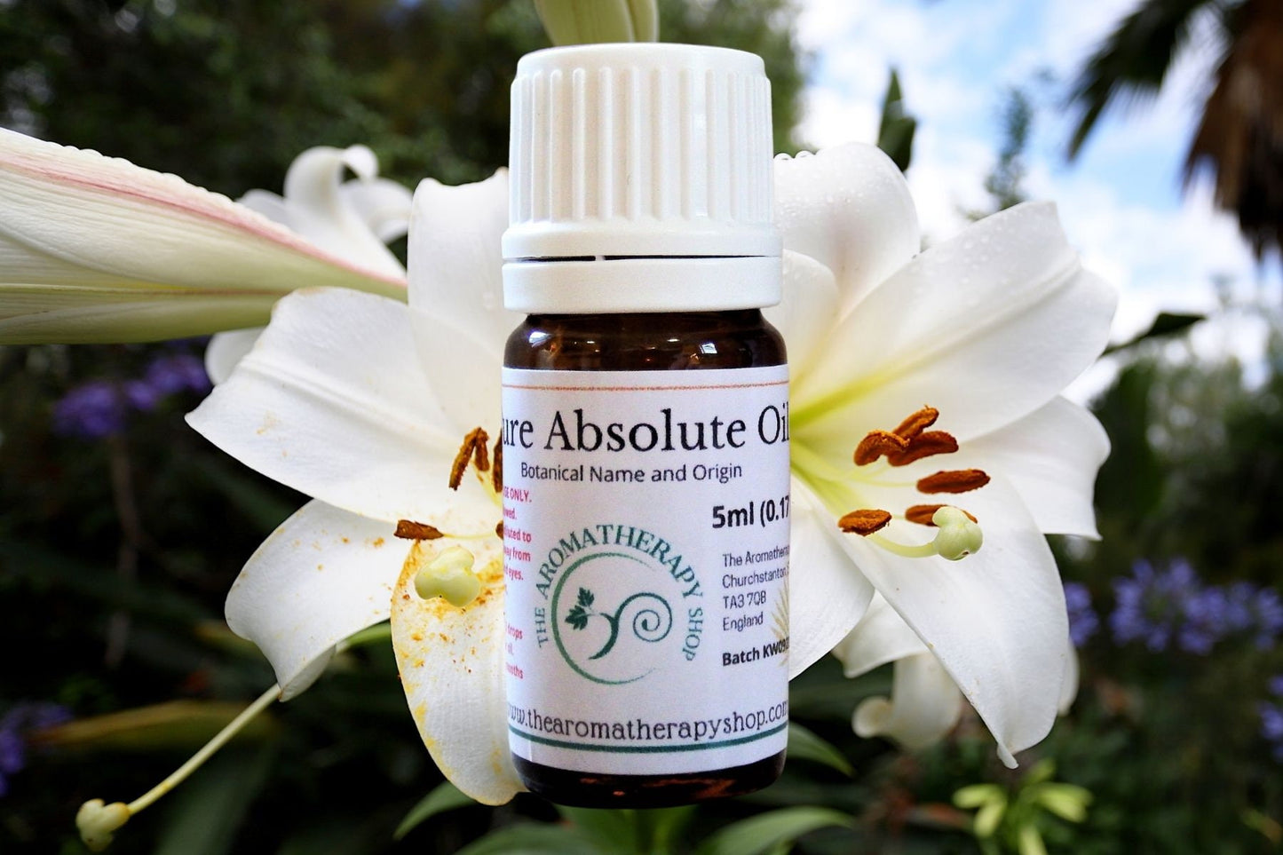 Lily Absolute / Origin: Northern India