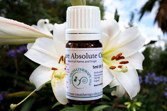 Lily Absolute / Origin: Northern India