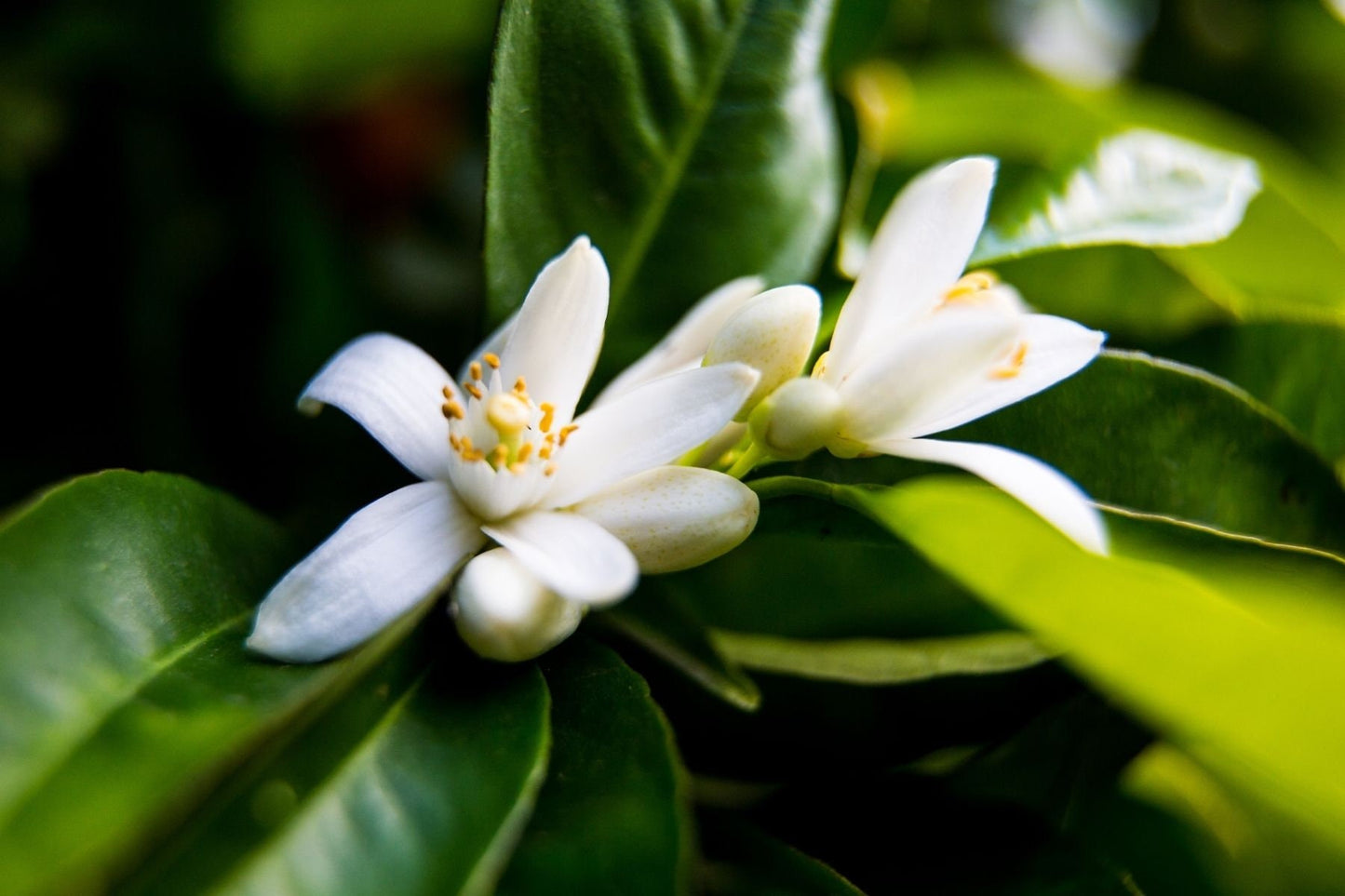 Neroli Pure Essential Oil