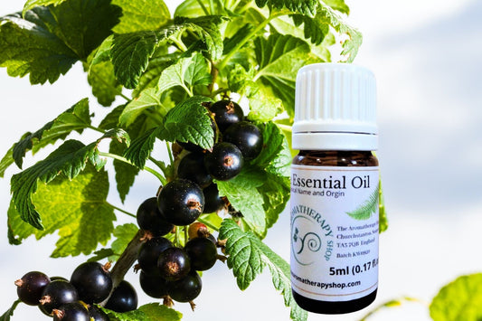 Blackcurrant Bud Essential Oil / Origin France