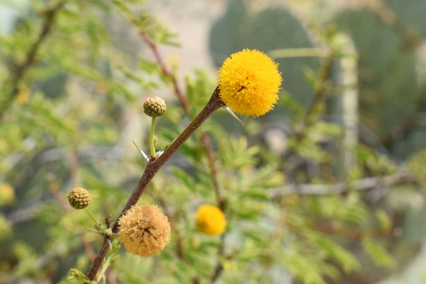 Cassie Flower Essential Oil (Sweet Acacia)