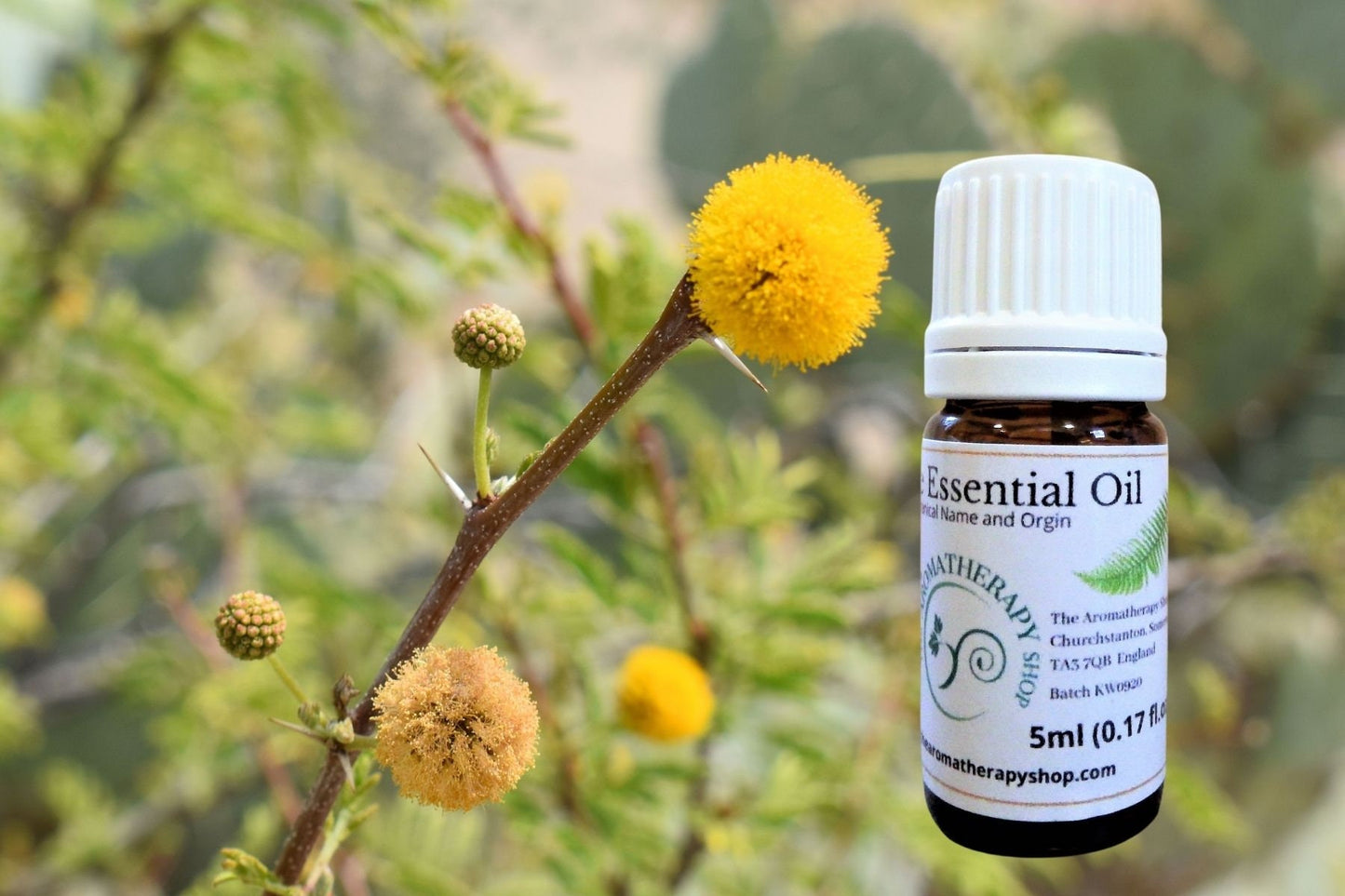 Cassie Flower Essential Oil (Sweet Acacia)