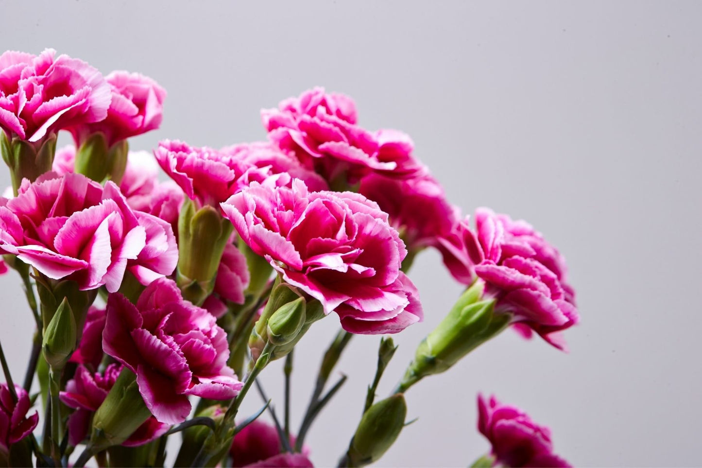 Carnation Pure Essential Oil