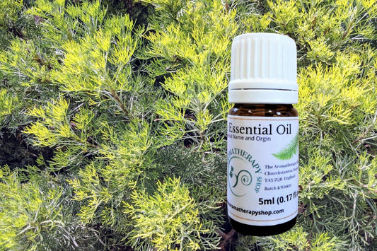 Davana Essential Oil / Organic (Origin: India)