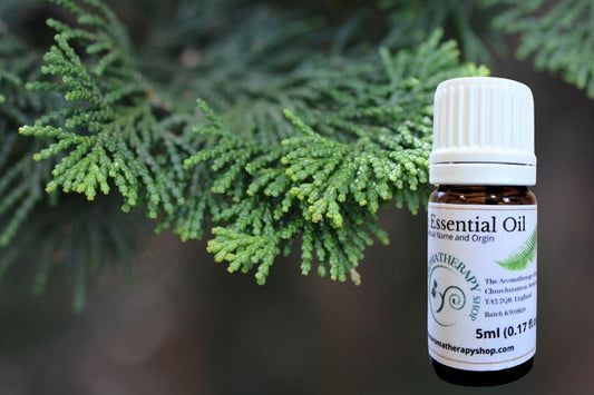 Hinoki Wood Pure Essential Oil