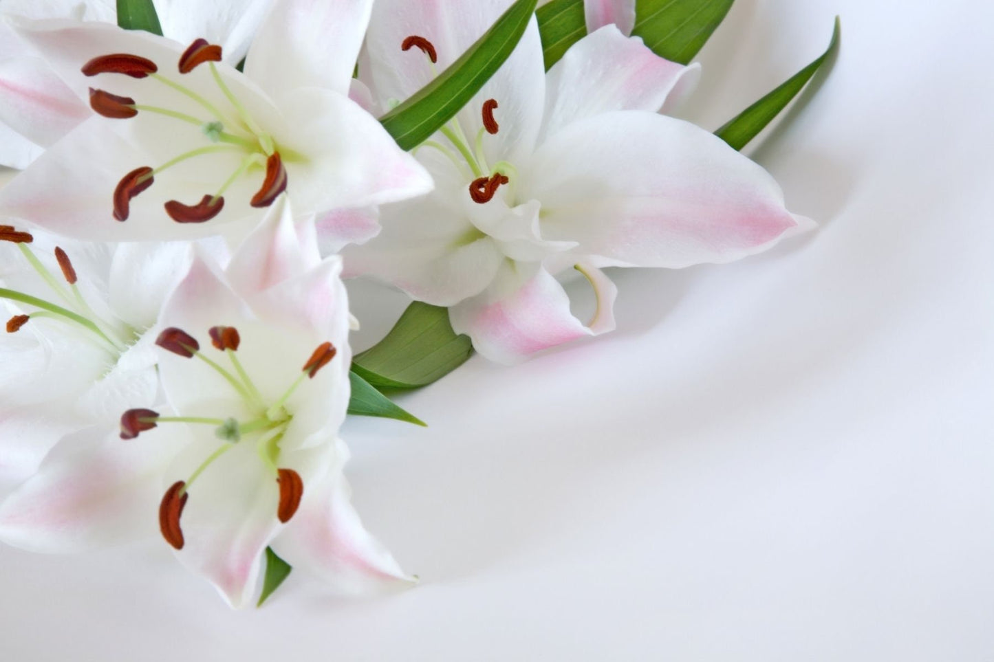 Lily Essential Oil / Origin France