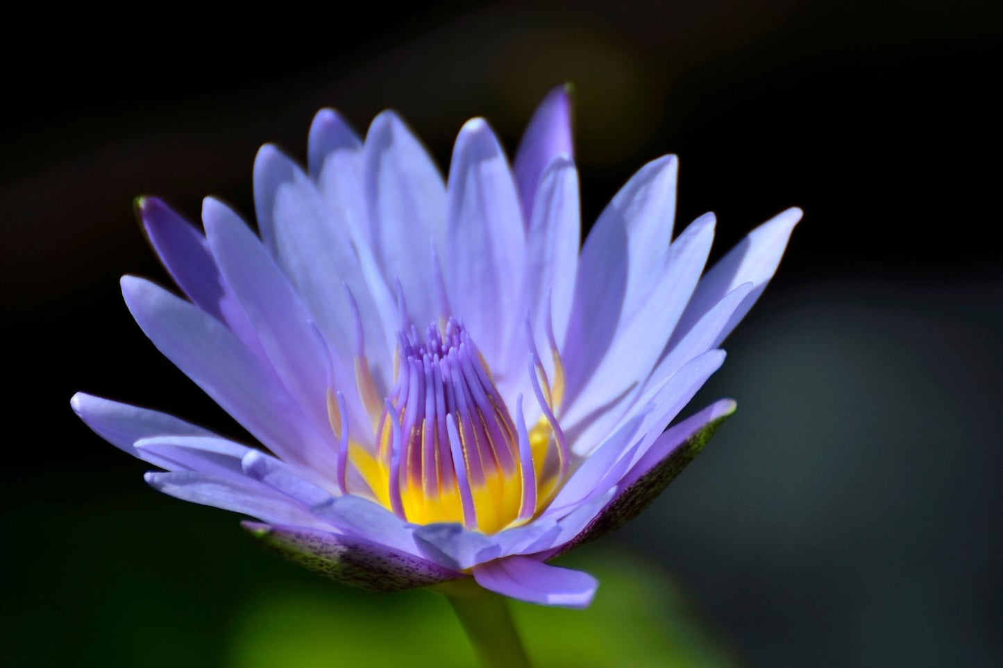 Blue Lotus Essential Oil - Pure & Natural Steam Distilled Aromatherapy Oil - Calming, Soothing, Wellness