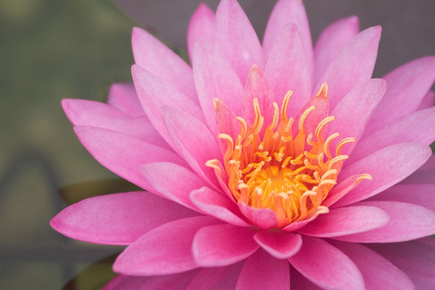 Pink Lotus Essential Oil / Origin: Northern India