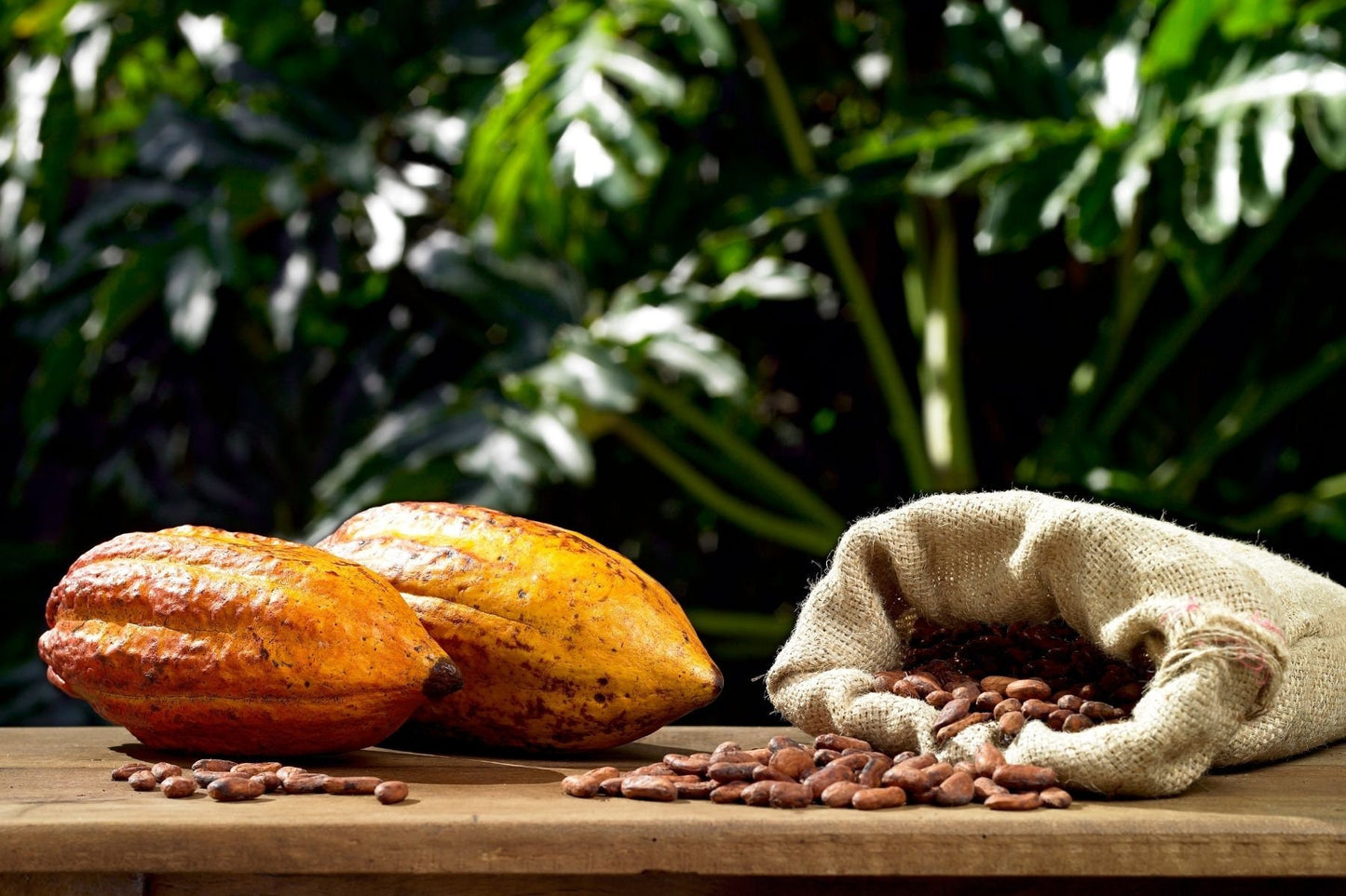 Cocoa Absolute Oil