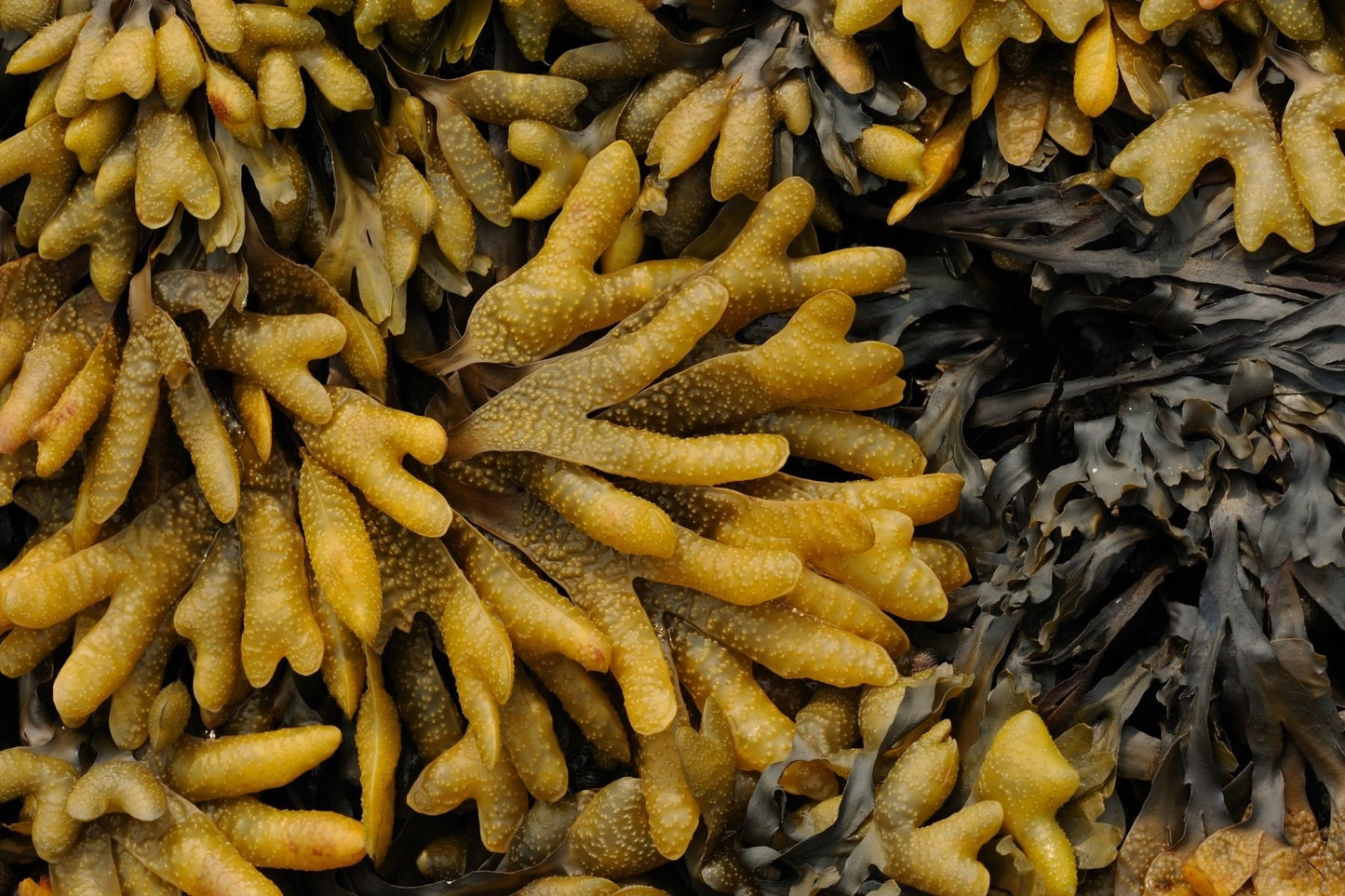 Seaweed Absolute Oil / Origin France