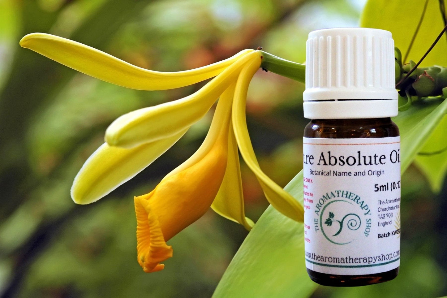 Vanilla Absolute Oil