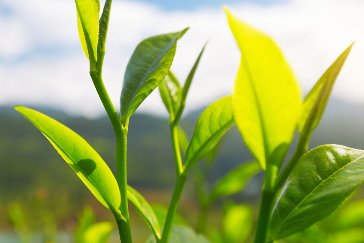 White Tea Absolute Oil / Origin: Northern India